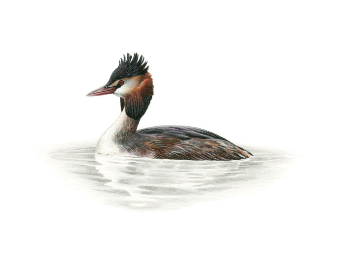 Detail drawing of a Great Crested Grebe