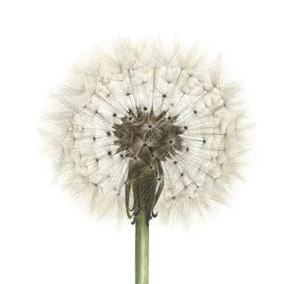 Dandelion plant seeds illustration 