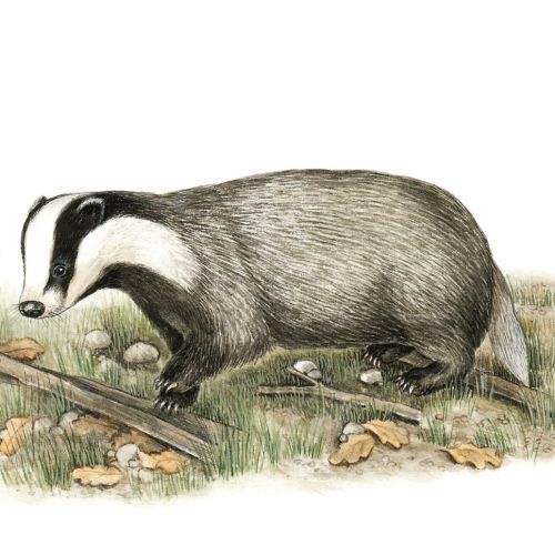 European Badger	(Meles meles)