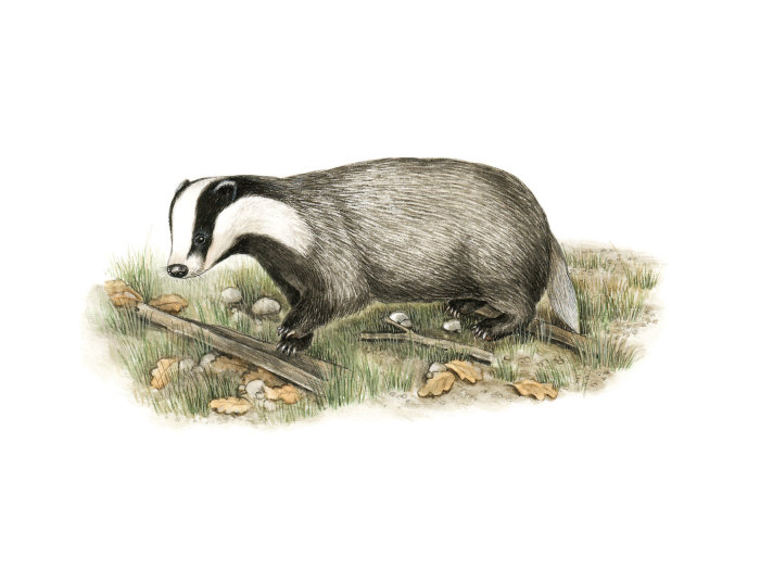 Realistic artwork of a European Badger