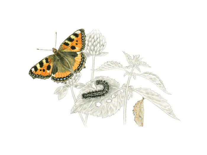 Tortoiseshell metamorphosis on clover and nettle