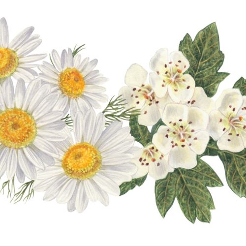 Packaging illustration of Chamomile and common hawthorn
