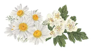 Packaging illustration of Chamomile and common hawthorn