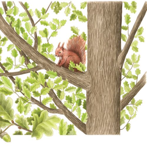Animal Red Squirrel illustration 