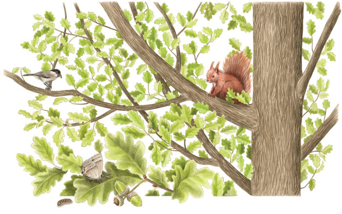 Ilustração Animal Red Squirrel