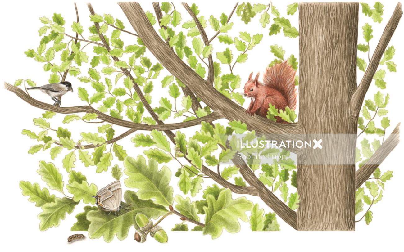 Ilustración de ardilla roja animal