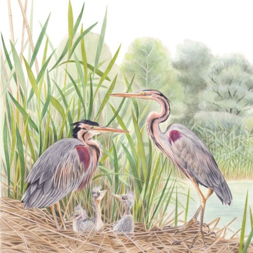 Purple Herons with chicks are depicted photorealistic ally