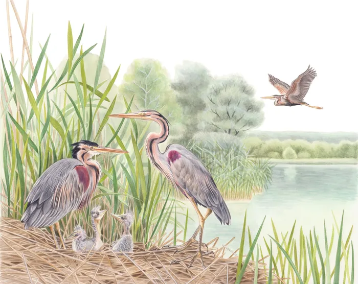 Purple Herons with chicks are depicted photorealistic ally