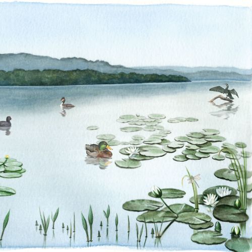 Water and floating plants are shown in a watercolor