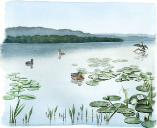 水と浮遊植物が水彩画で表現されている