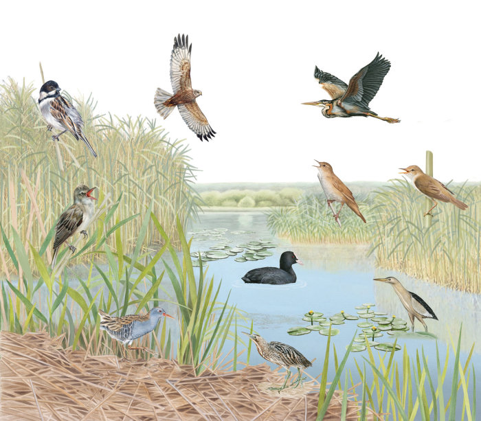 Illustration of a reedbed in watercolour