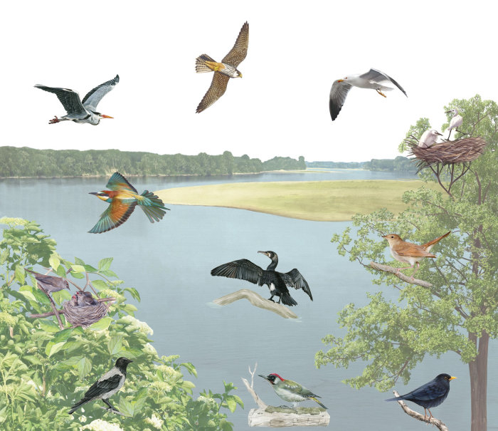 Uma fotomontagem de pássaros voando em um rio