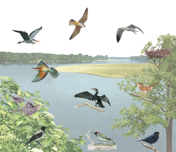 A photomontage of birds flying on a river