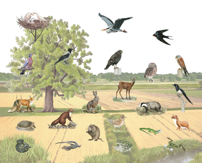 Colagem de pássaros e animais do campo