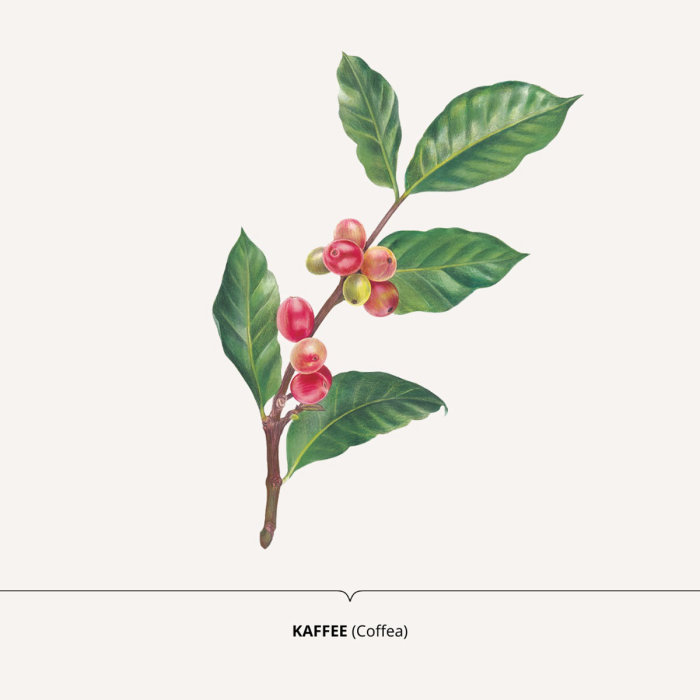 咖啡植物的水彩设计