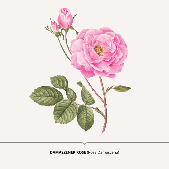 Watercolor of the Rose Damascene plant