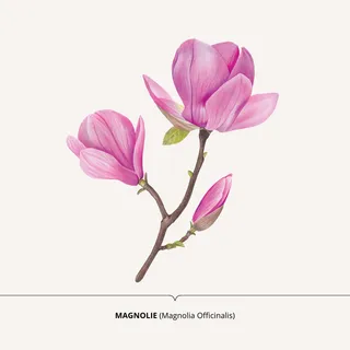 Realistic painting Magnolia Officinalis