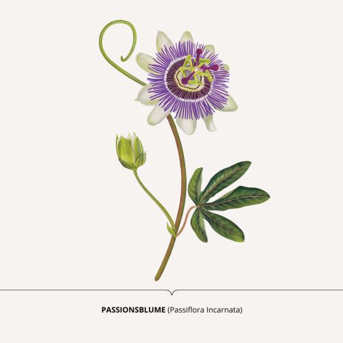 Passiflora incarnata illustration for Dr. Schneider