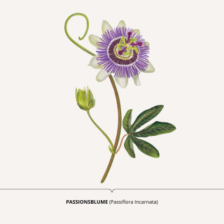 Ilustración de Passiflora incarnata para el Dr. Schneider