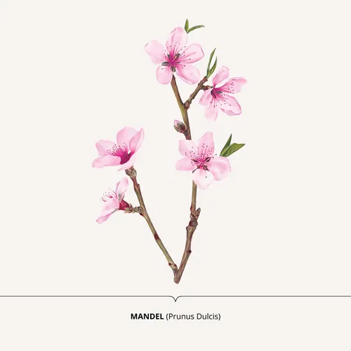 Nature design of Prunus Dulcis