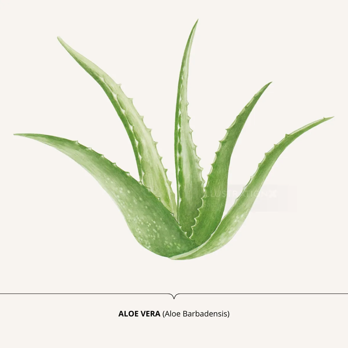 Illustration of Aloe Vera plant with spiky green leaves by Sabrina Luoni