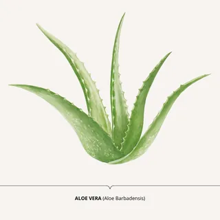 Illustration of Aloe Vera plant with spiky green leaves by Sabrina Luoni