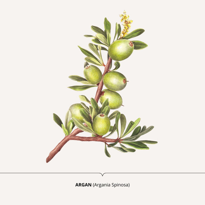Arte fotorrealista do ramo da planta Argania Spinosa