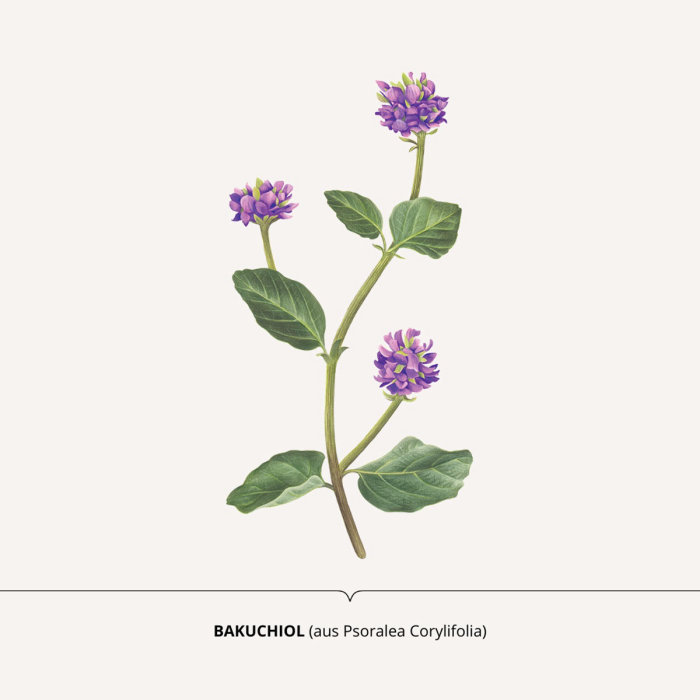 Bakuchiol plant photorealistic painting