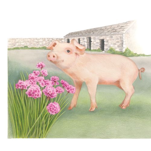 Realistic painting of pig