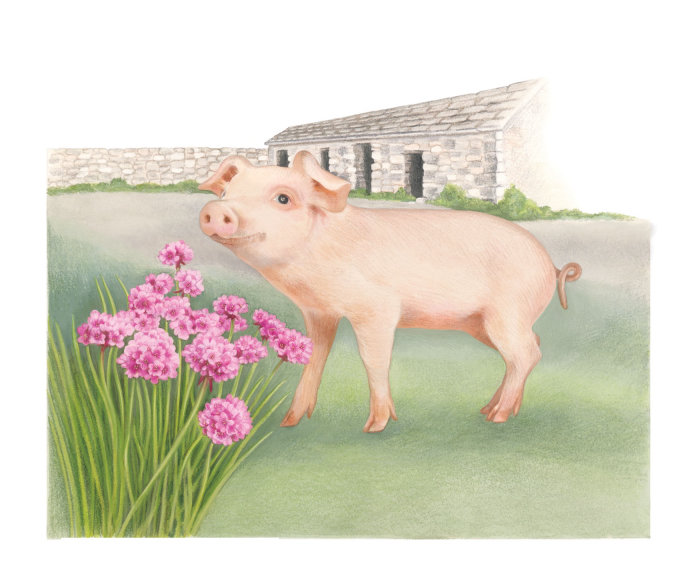 Pintura realista de porco