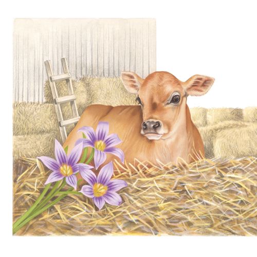 Cow realistic illustration for Jersey Post