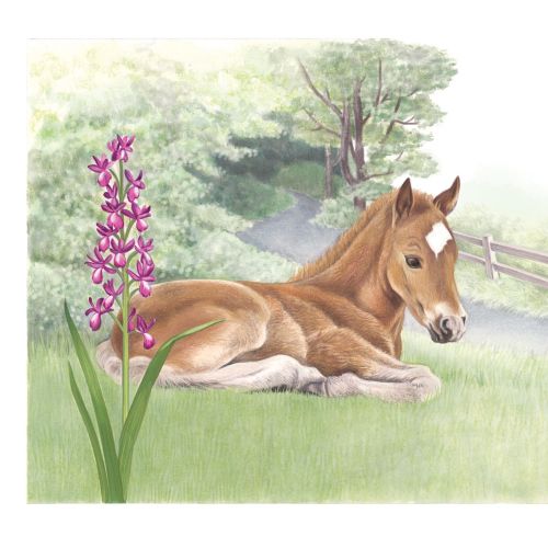 Foal painting in watercolor