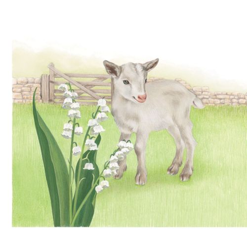 Photorealistic illustration of a Lamb 