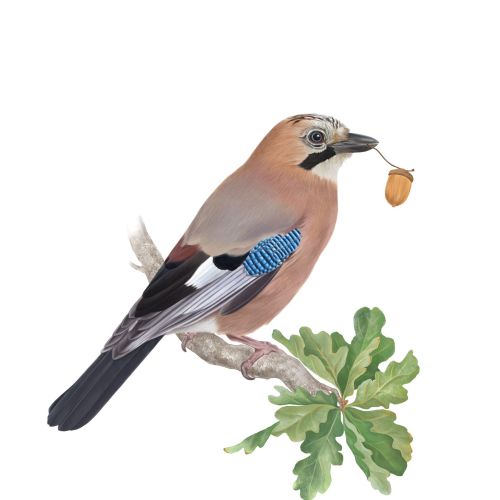 Digital illustration of a Jay bird
