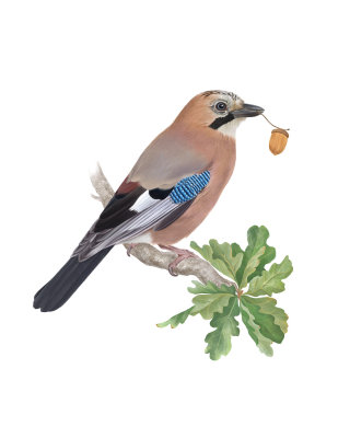 Ilustración digital de un pájaro Jay