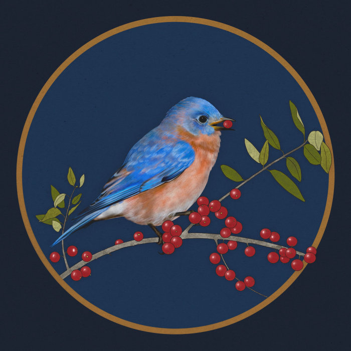 Watercolor of Eastern bluebird