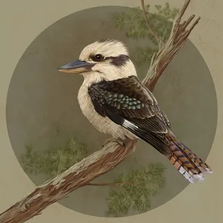 Detailed pencil drawing of a Laughing Kookaburra on Paperbark