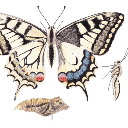 Educational artwork of Papilio mancano