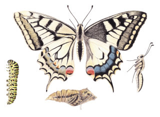 Educational artwork of Papilio mancano