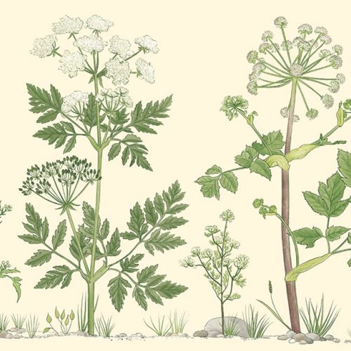 Photorealistic illustration of Apiaceae plants