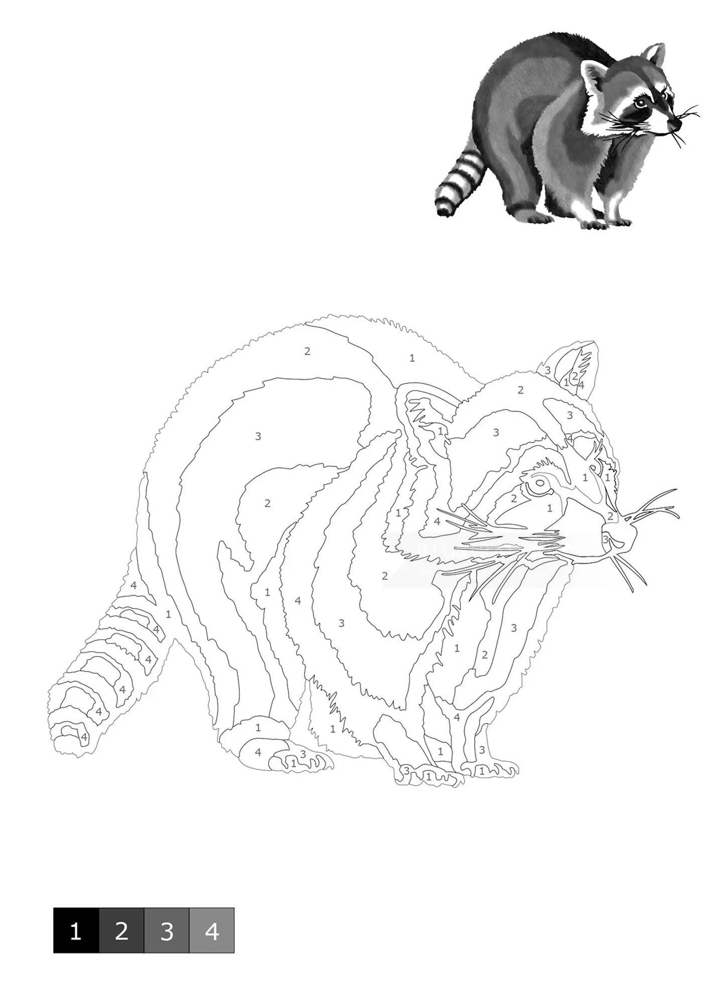 Black and white raccoon illustration for shading by numbers