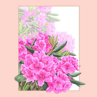 Bright pink Carolina rhododendron flowers with green leaves