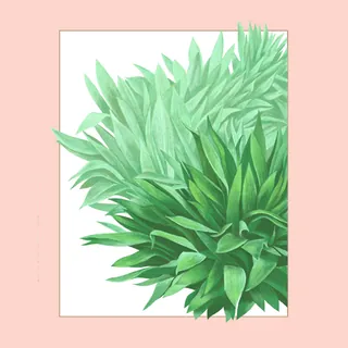 Illustration of vibrant green cast iron plant leaves on pink background