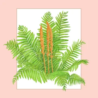 Green cinnamon fern leaves with orange brown spore clusters