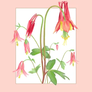 Eastern red columbine flowers with pink and red petals and green leaves