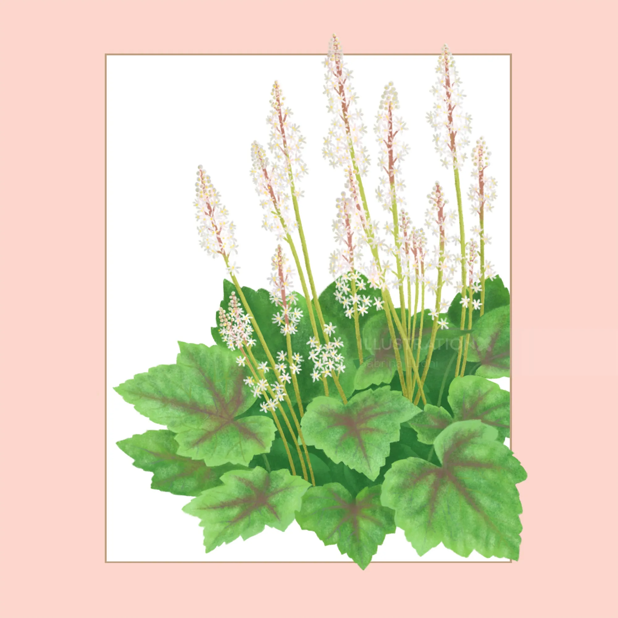 Foamflower plant with green leaves and white flowering stems