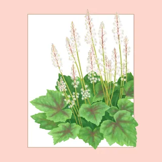 Foamflower plant with green leaves and white flowering stems