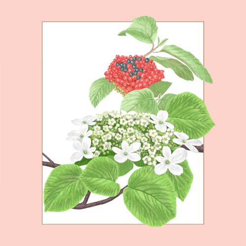 Sabrina Luoni 食べ物飲み物 Illustrator from Italy