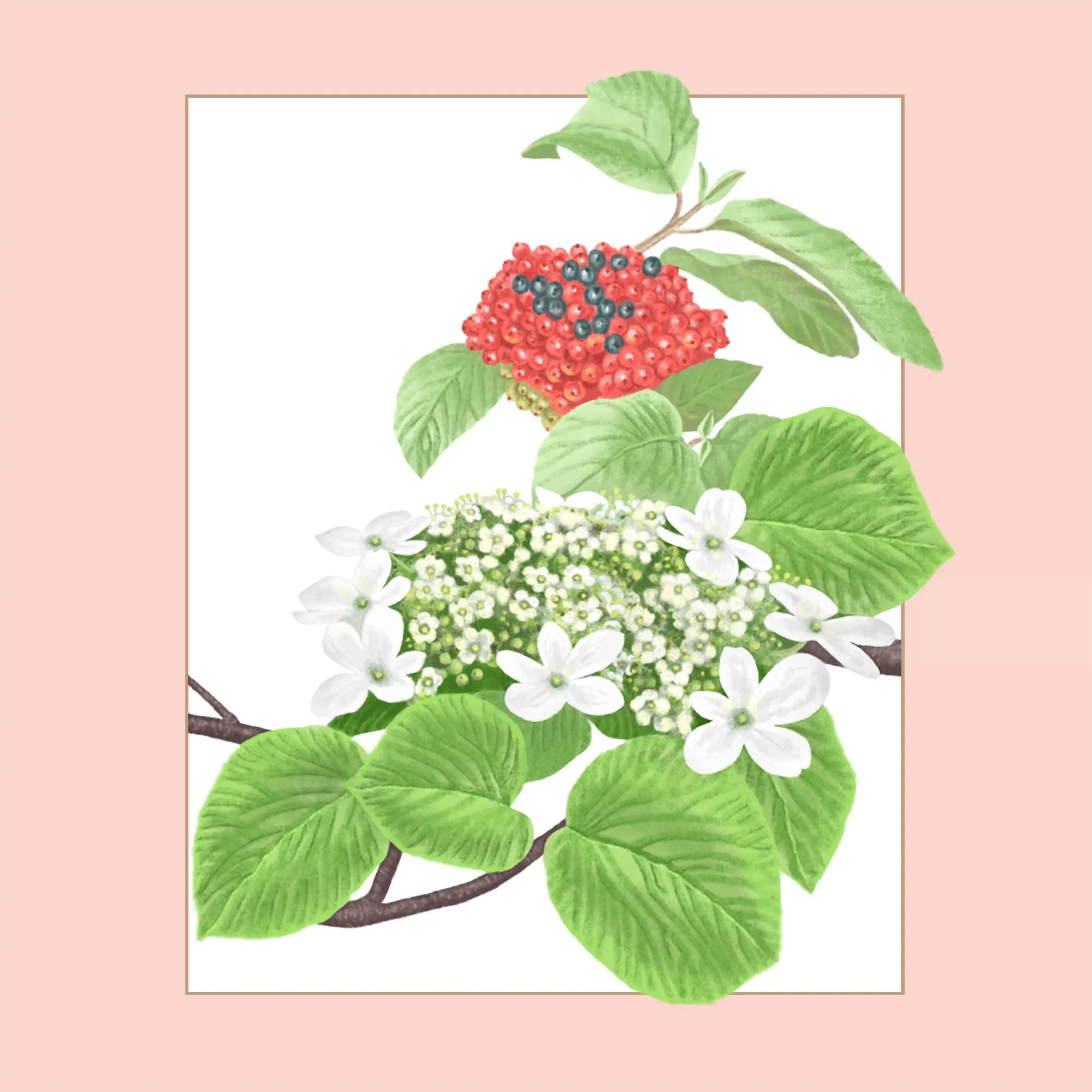 Hobblebush with white flowers and red berries on green leaves