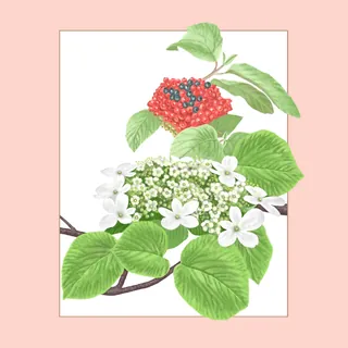 Hobblebush with white flowers and red berries on green leaves